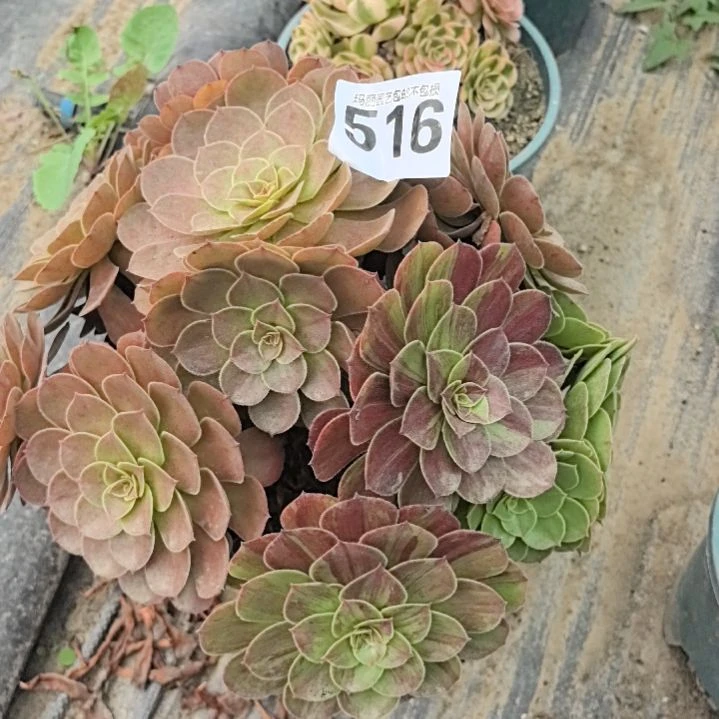 516花月夜花花2-2