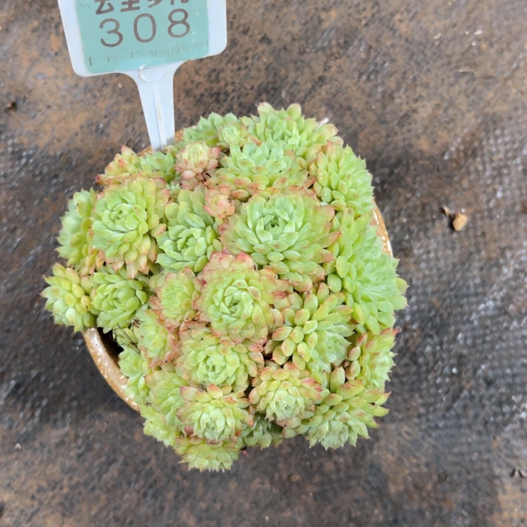 玄***益云尘多肉一物一拍308不含盆，