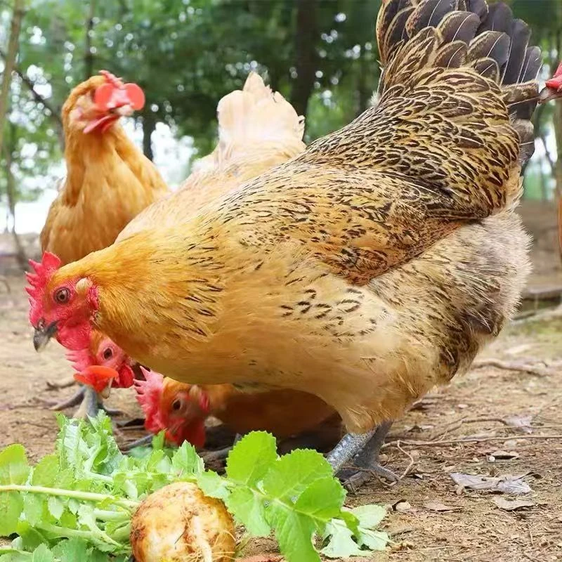 三只老母鸡 正宗散养散放母鸡 溜达鸡 （顺丰包邮）