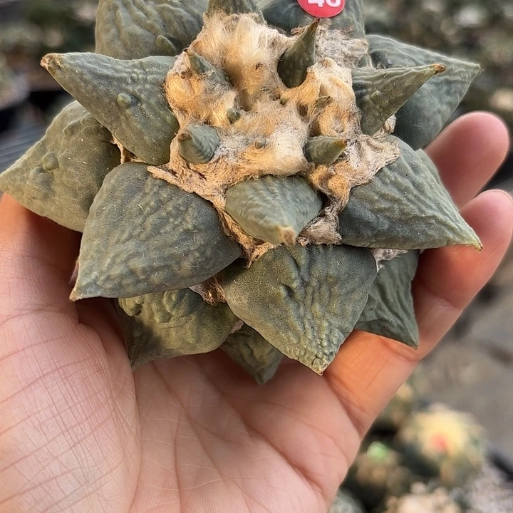 苗接落地仙人球48