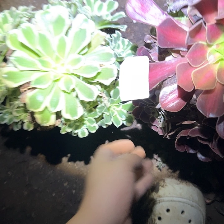 小***妈多肉植物一物一拍13