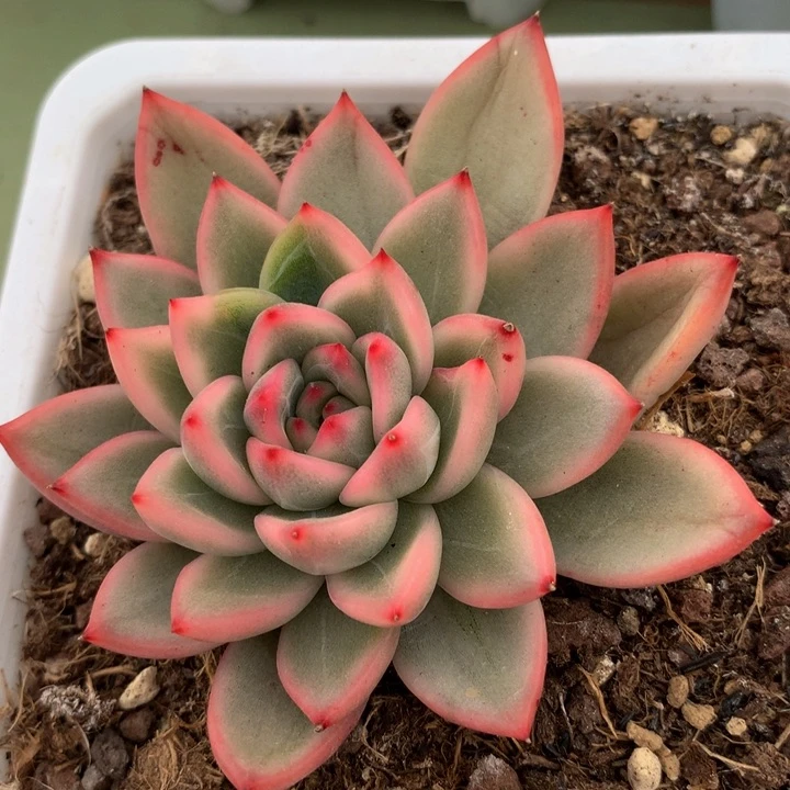 绿宝石锦锦上园艺一物一拍