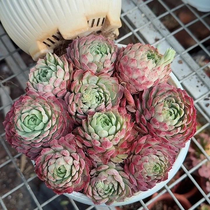 朱砂痣多肉植物精品