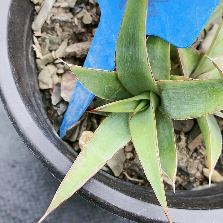 【闪购商品】无花朵龙舌兰印花龙三单包邮