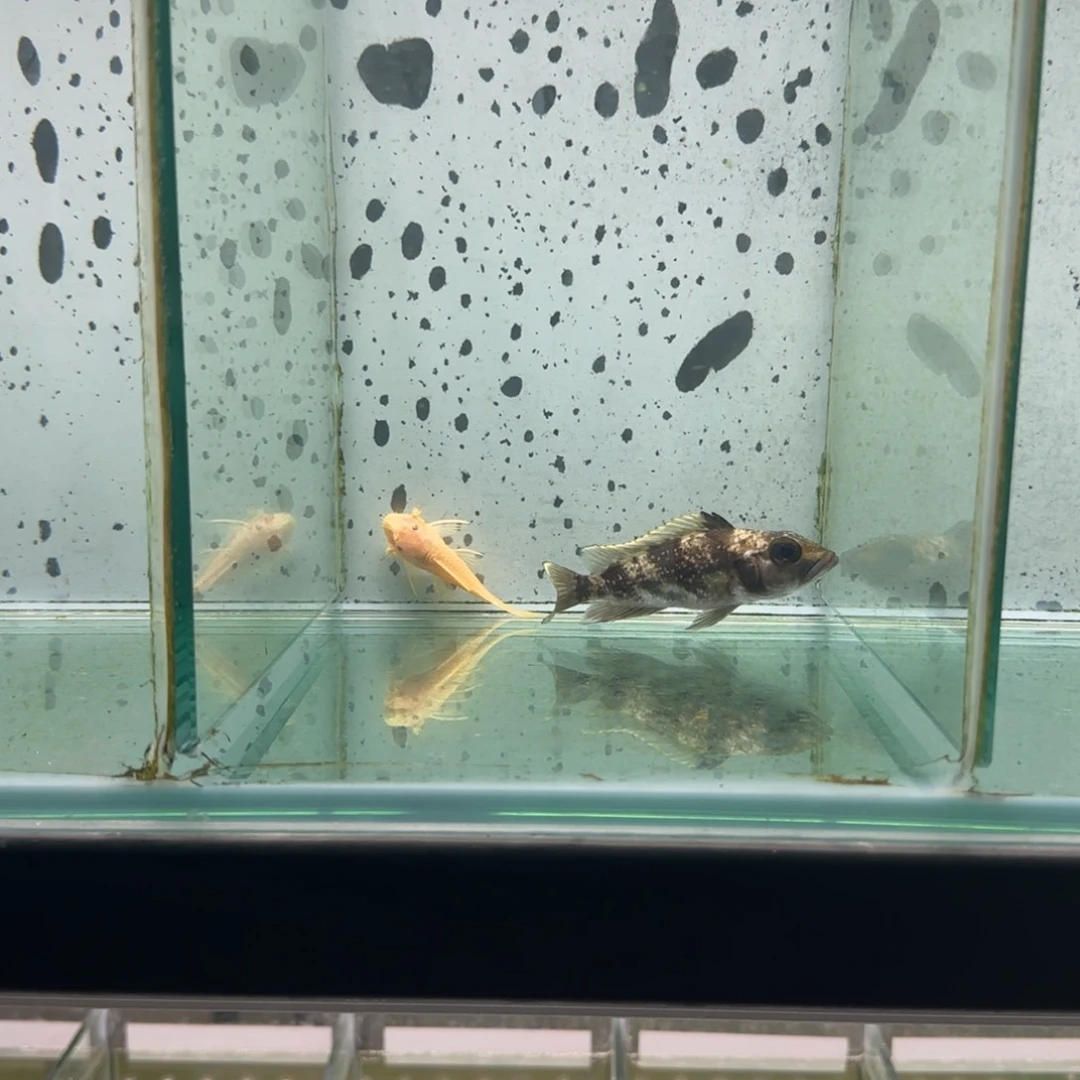 湛***饭慈鲷野生雷马里天堂鸟