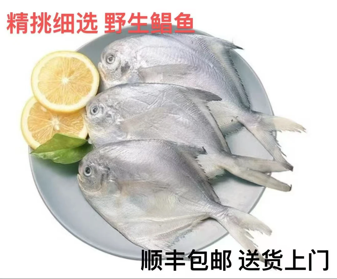 野生鲳鱼 新鲜 冷冻 顺丰包邮 香煎清蒸营养高