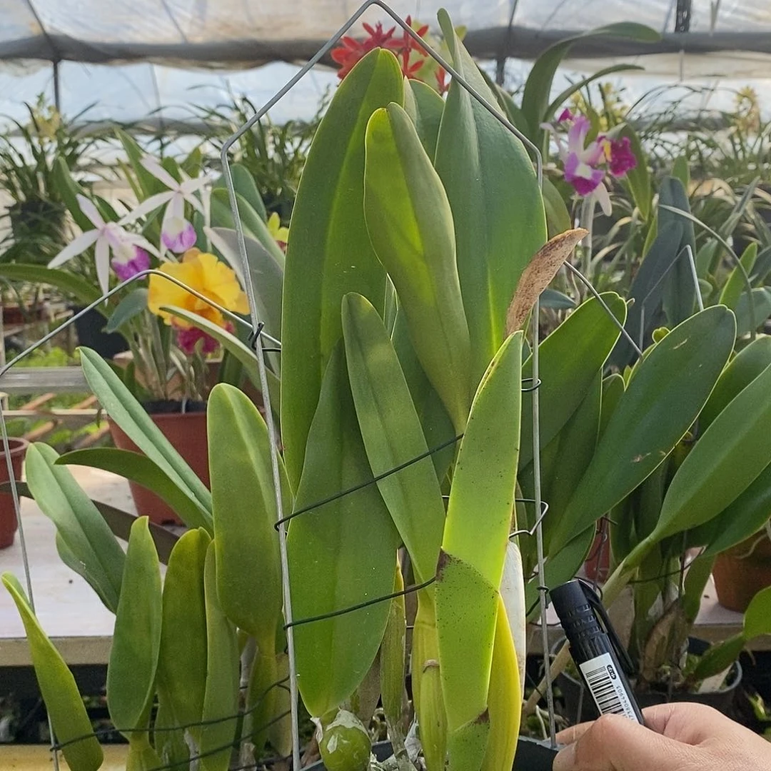 当前无花朵，栽培后可花朵海*白剑英