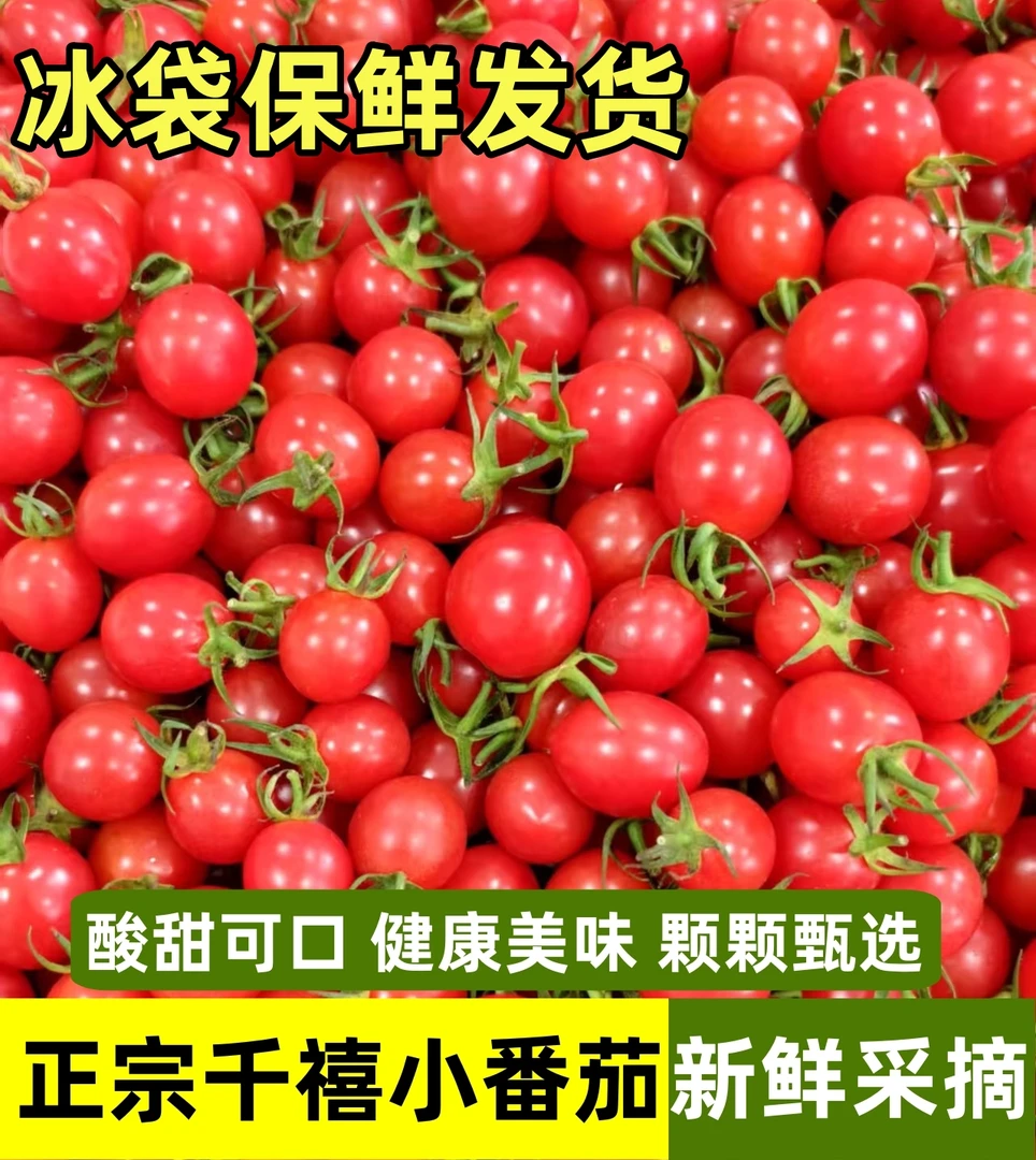 【顺丰冰袋现采现发】迷你小果五斤千禧圣女果小番茄酸甜可口果味好