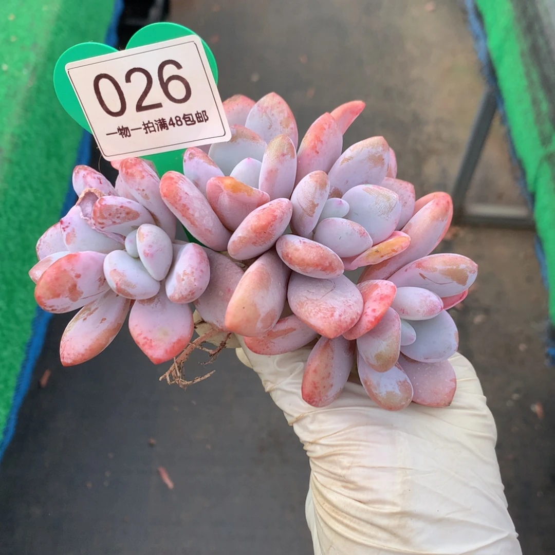 粉兔群生无砍开播福利026