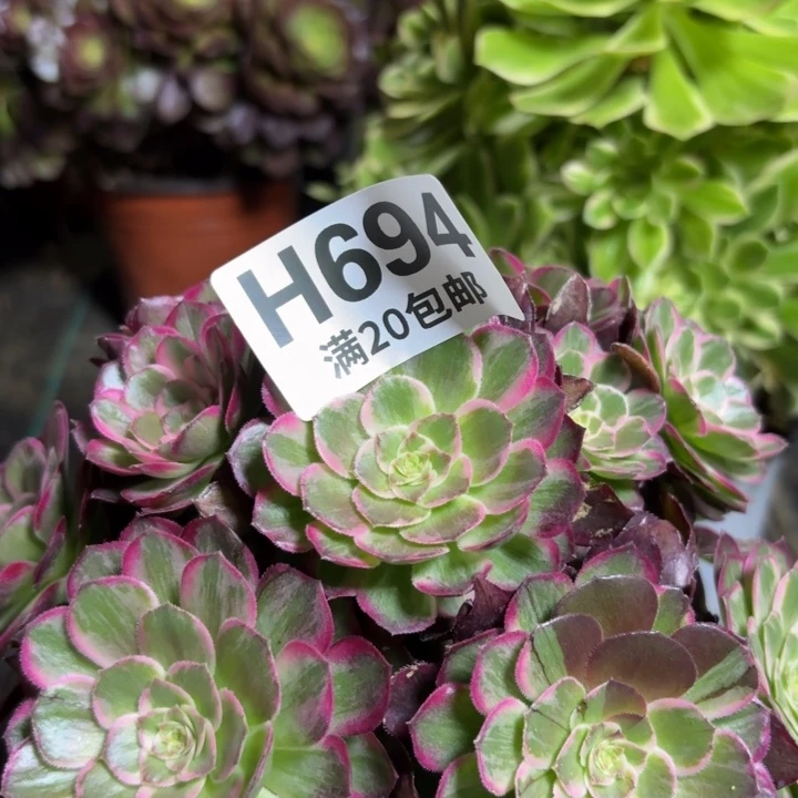 瑞妈多肉园艺694