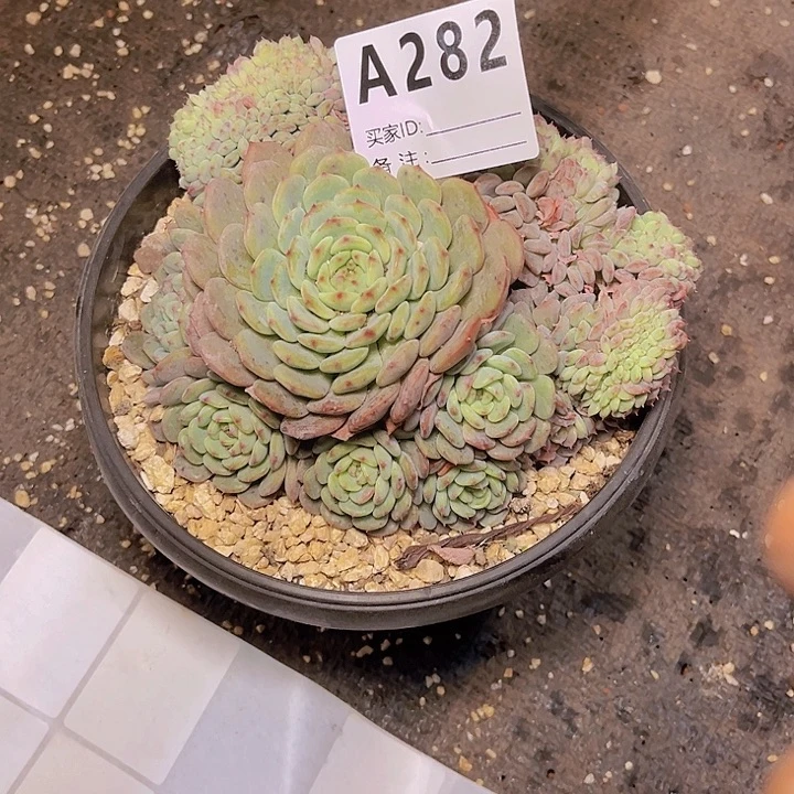 庄***庄我是第十二次看到这种人出现吗