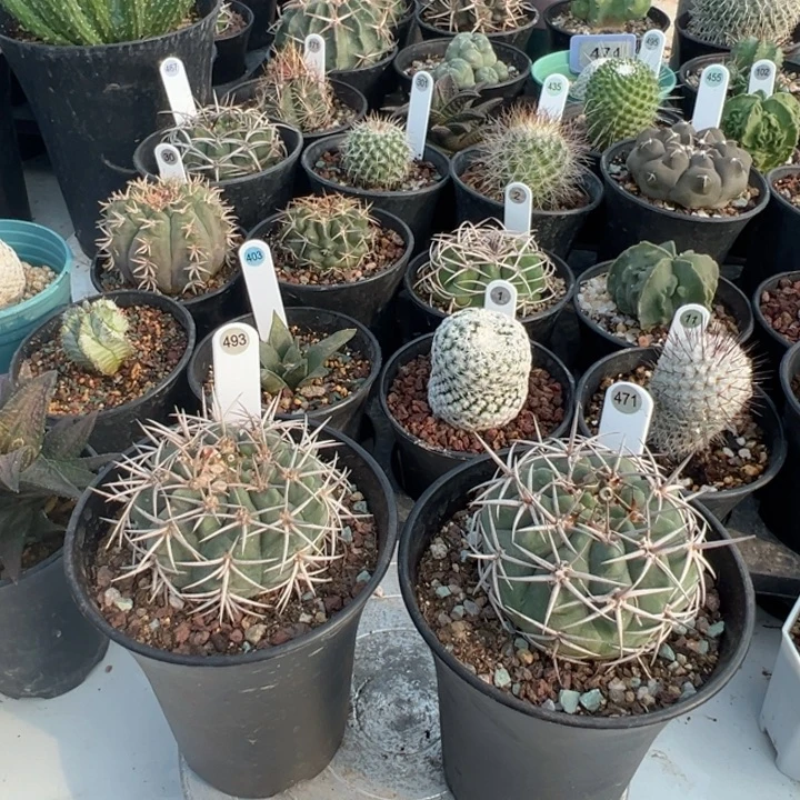 柒***️完全开放2颗碧岩玉脱土发不售后