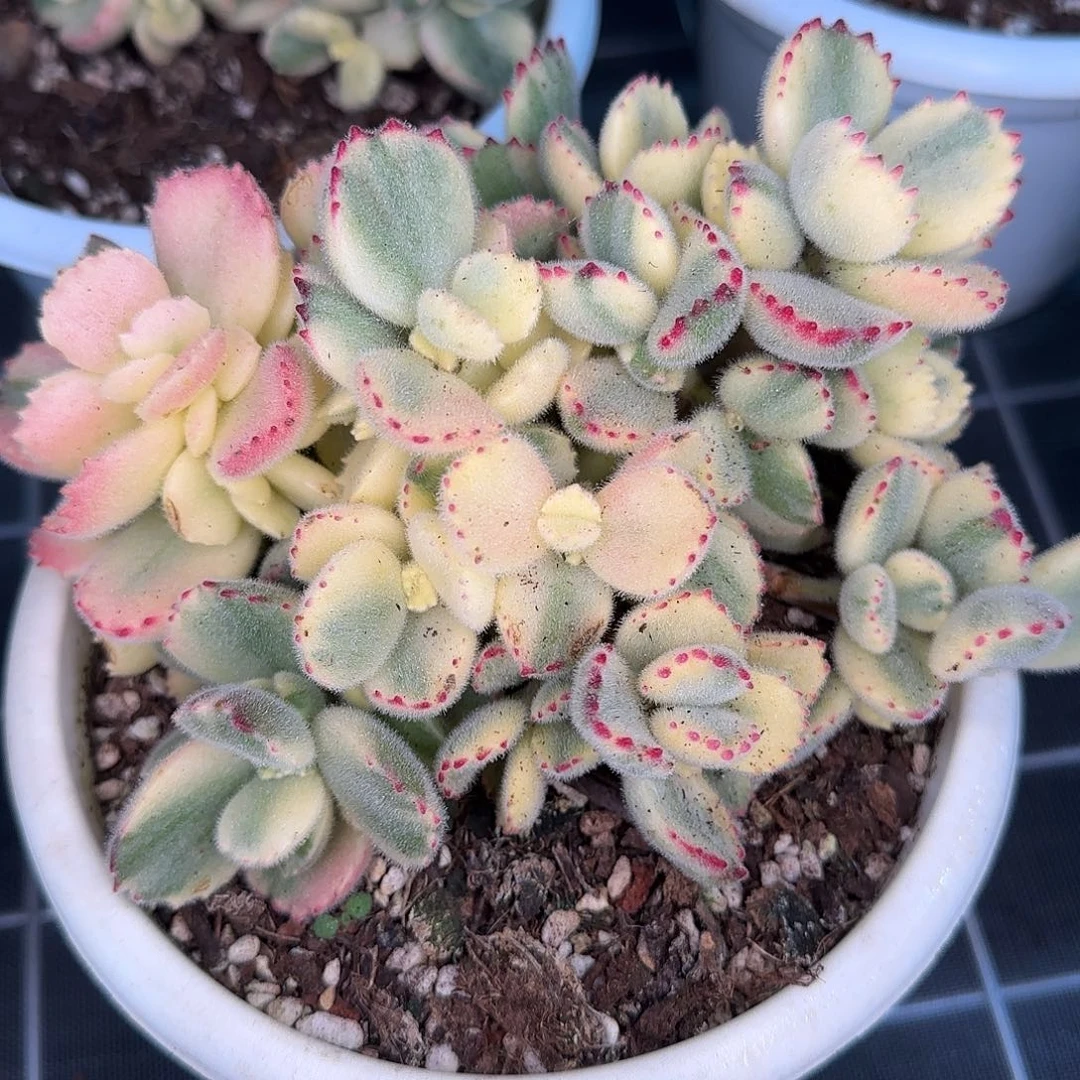 从前慢甄选多肉编号彩虹熊