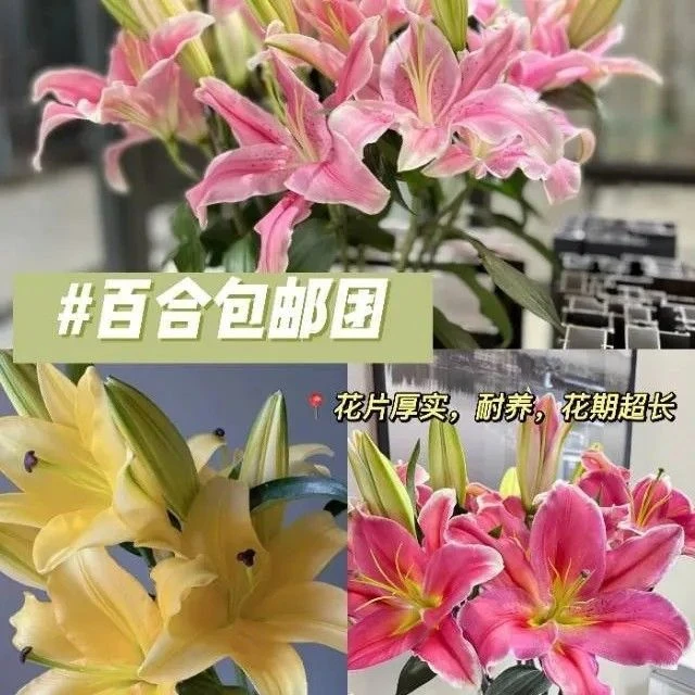 云南基地直发香水百合鲜花束水养适合家用装饰插花