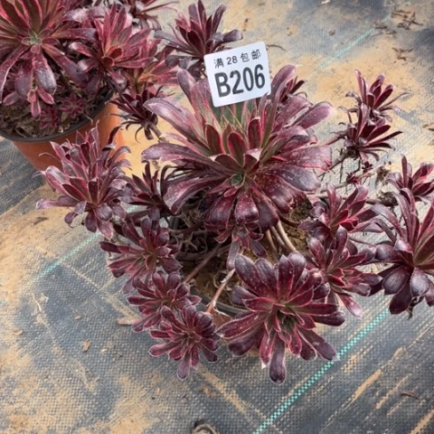 206孔雀锦不包断枝