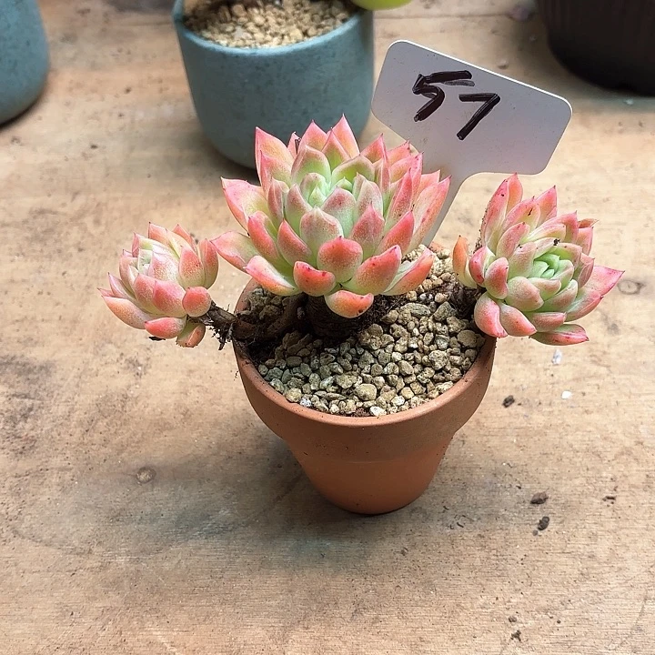 多肉植物，红女巫57号