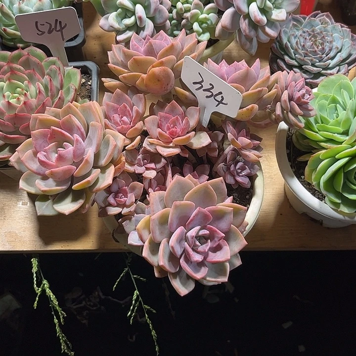 莲***花000000000000000334