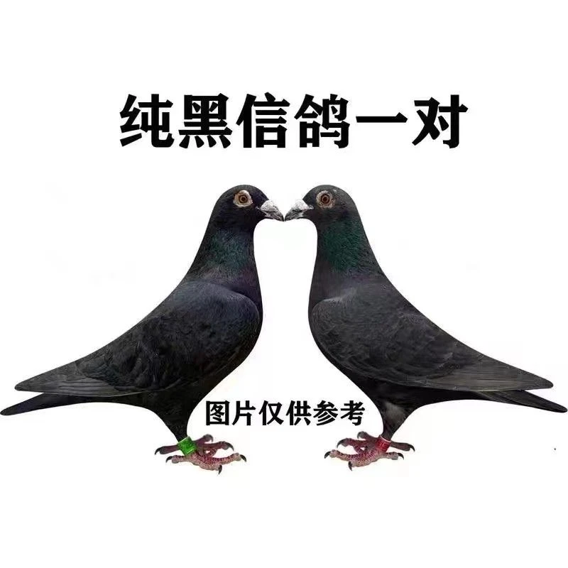 成绩正品信鸽赛鸽原环血统公棚赛鸽冠军高级鸽子种鸽成年信鸽