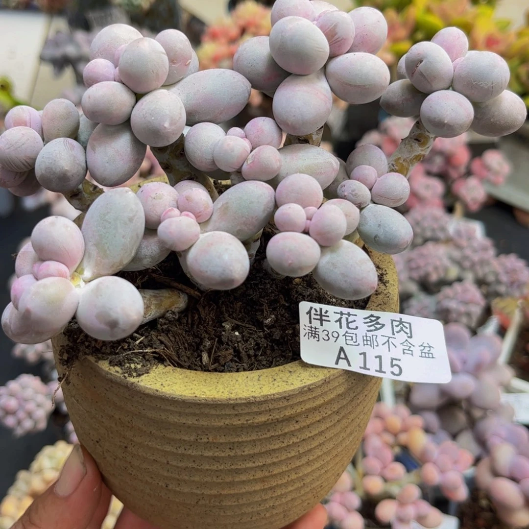 115香水手指12cm多肉植物