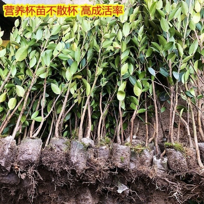 油茶苗批发嫁接高产油茶正品优质白花大果油茶树广东茶籽苗出油高