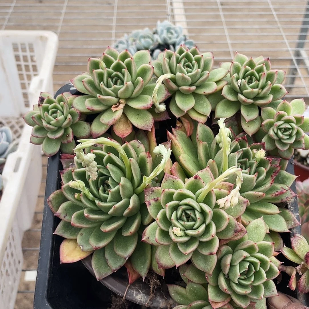 胡*花豆花姐姐的一物一拍