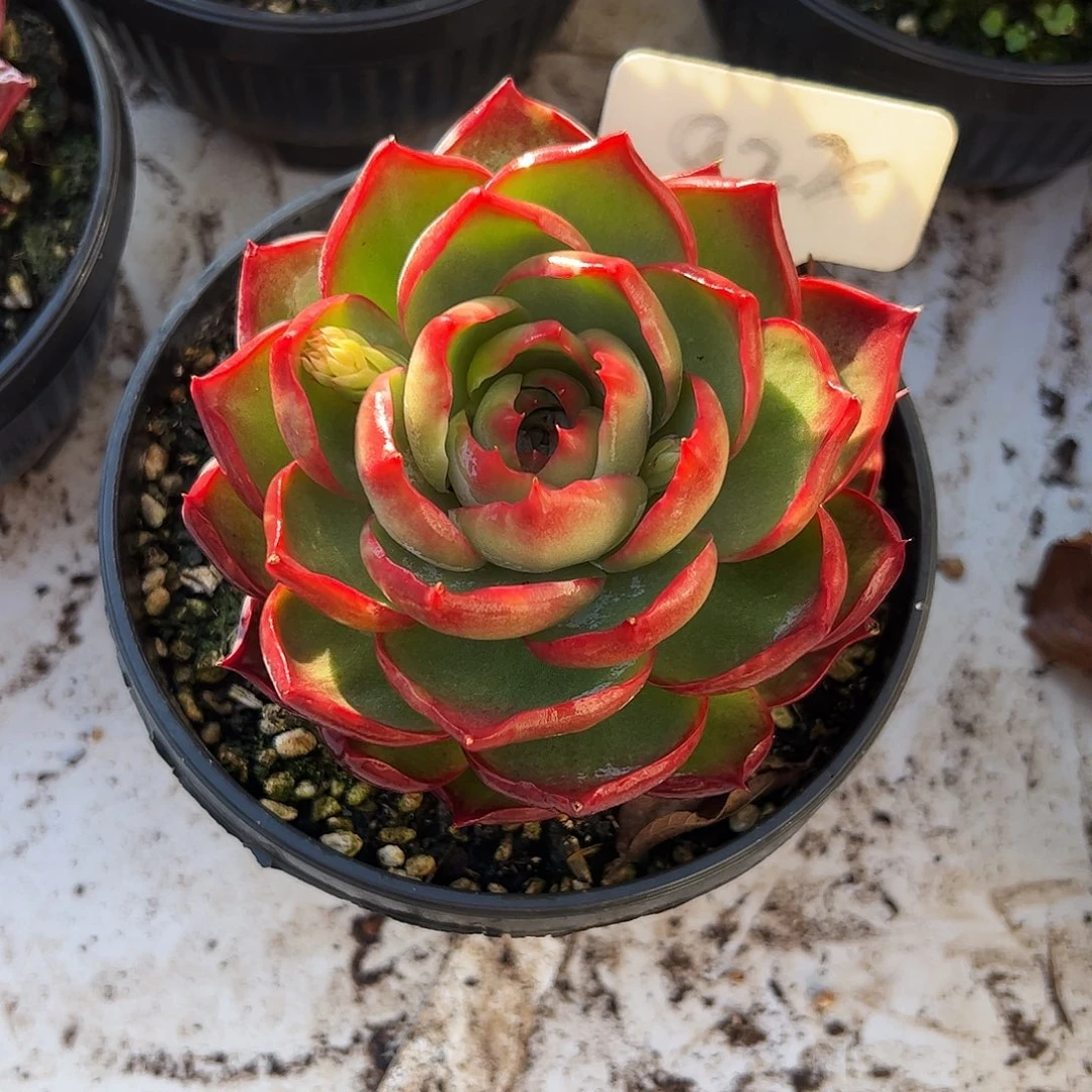 惊鸿仙子一物一拍922号