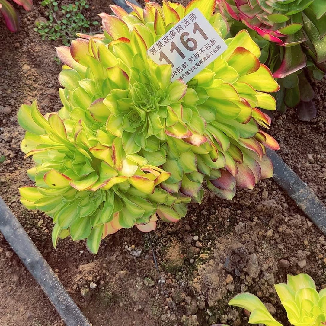 ξ****ξ1棚韶华缀00001161