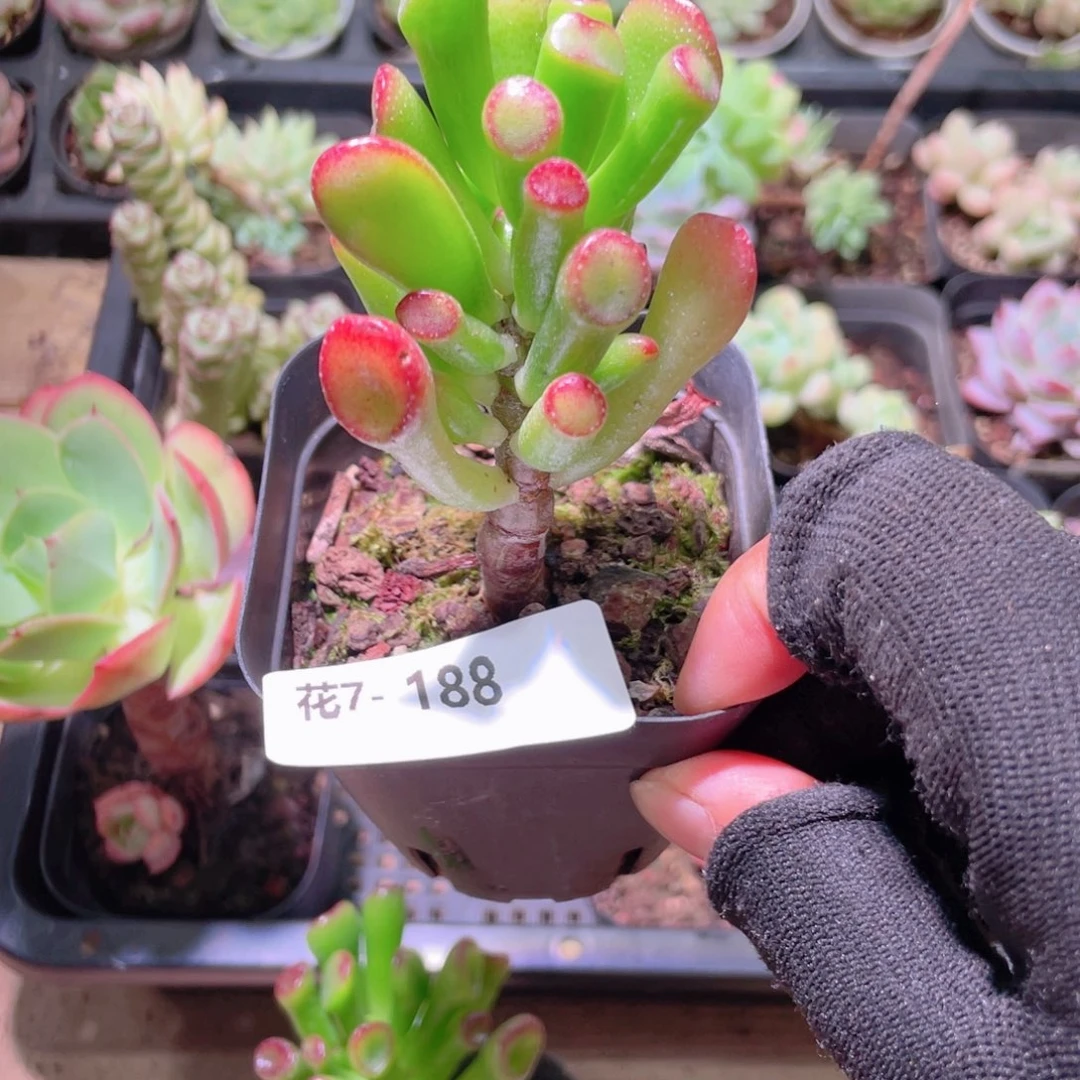 花利美7-188吸财树