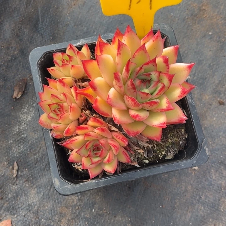 爱****739多肉58788888000000