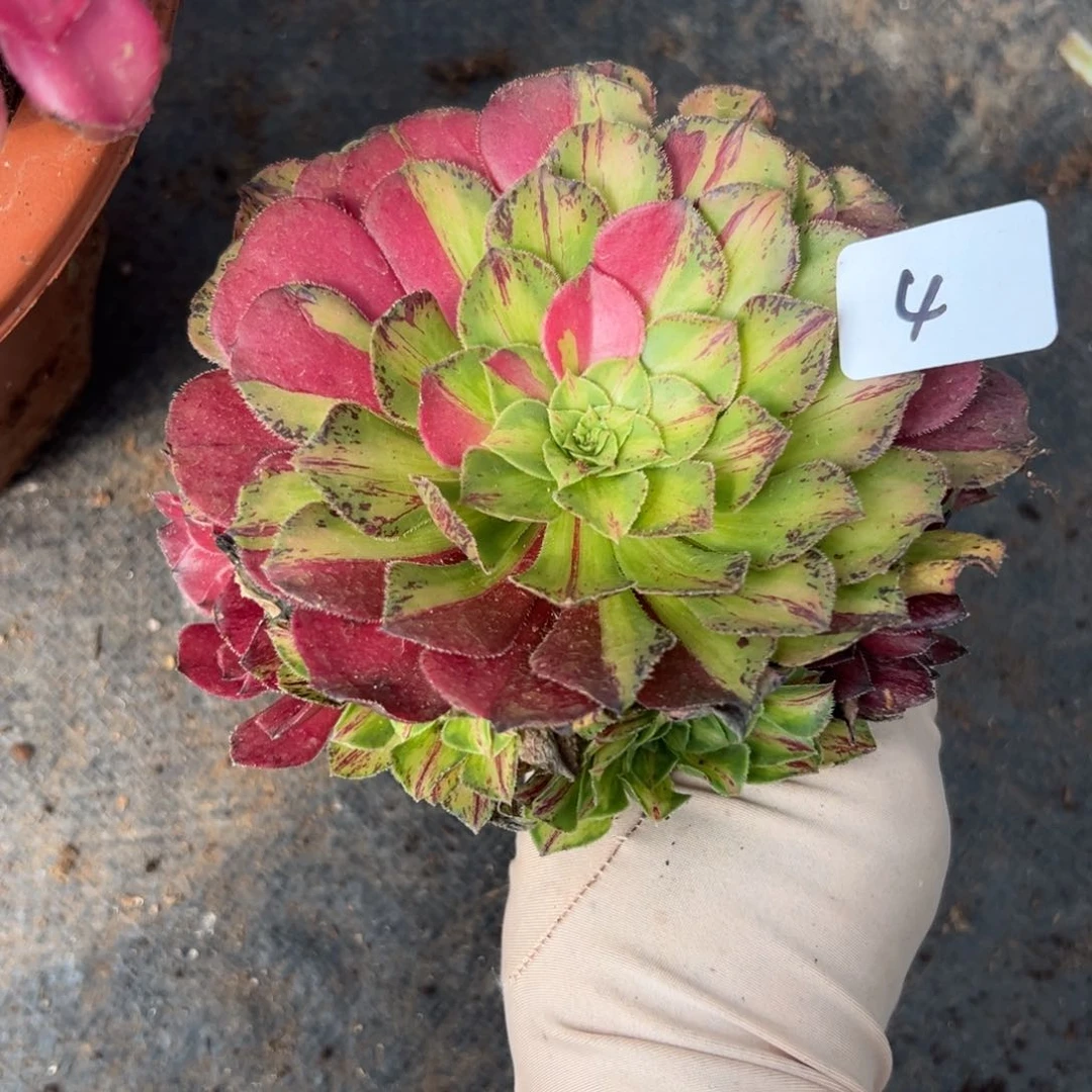 4知否无根多肉植物是