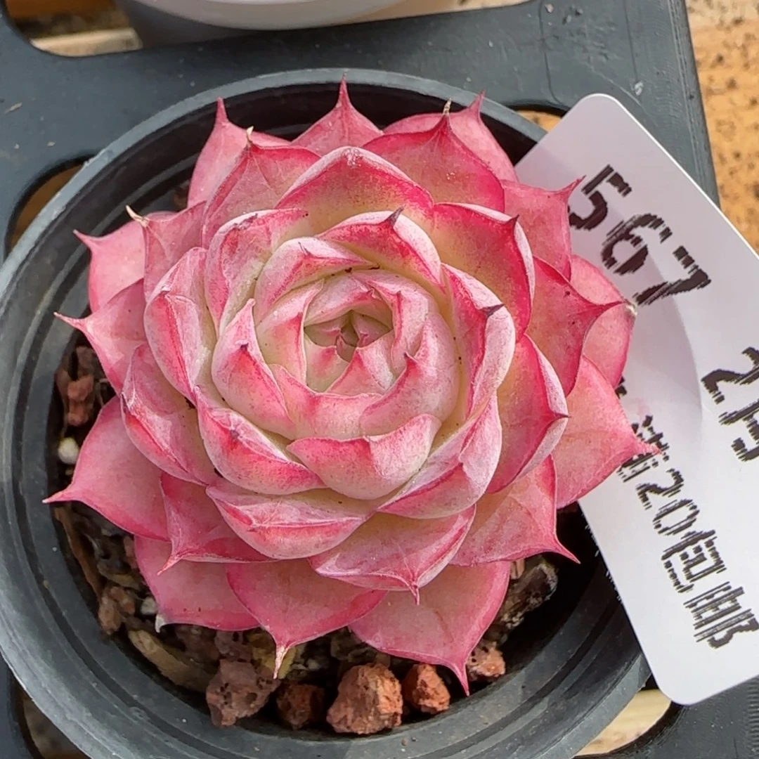 花语逸镜0208-567