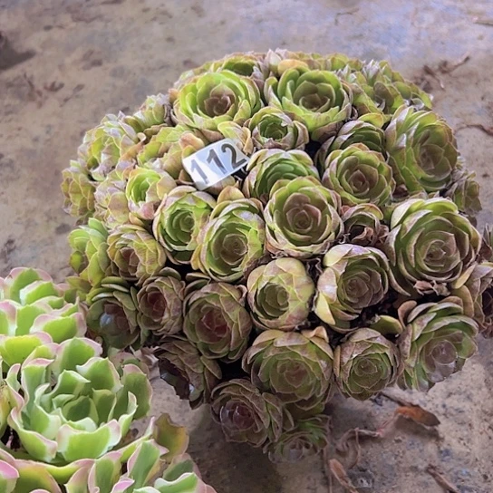 绿***叶多肉植物一个沙拉碗