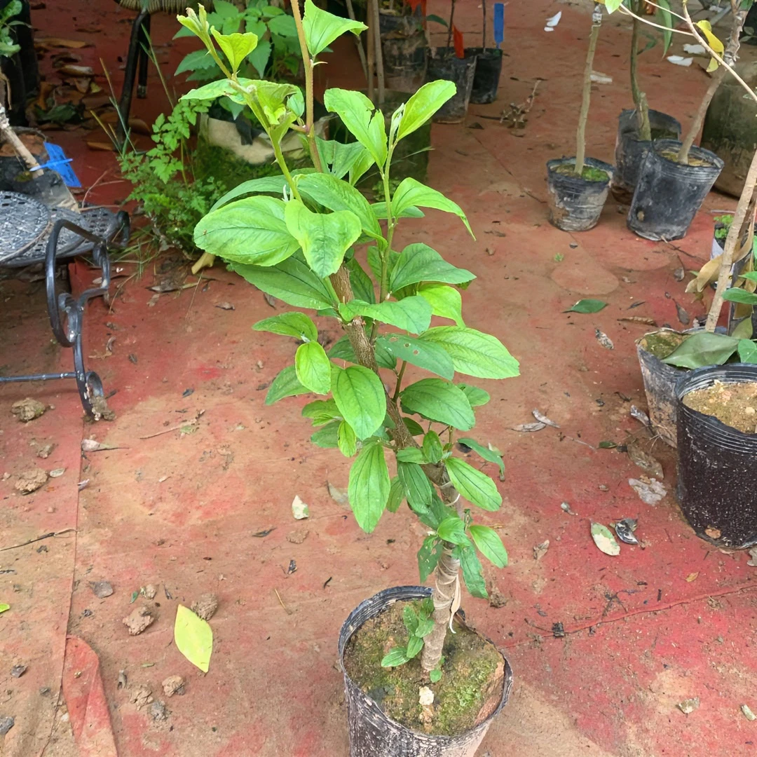 【桃蜜2号】枣青枣脆蜜当年惊喜原土容器苗带土发货