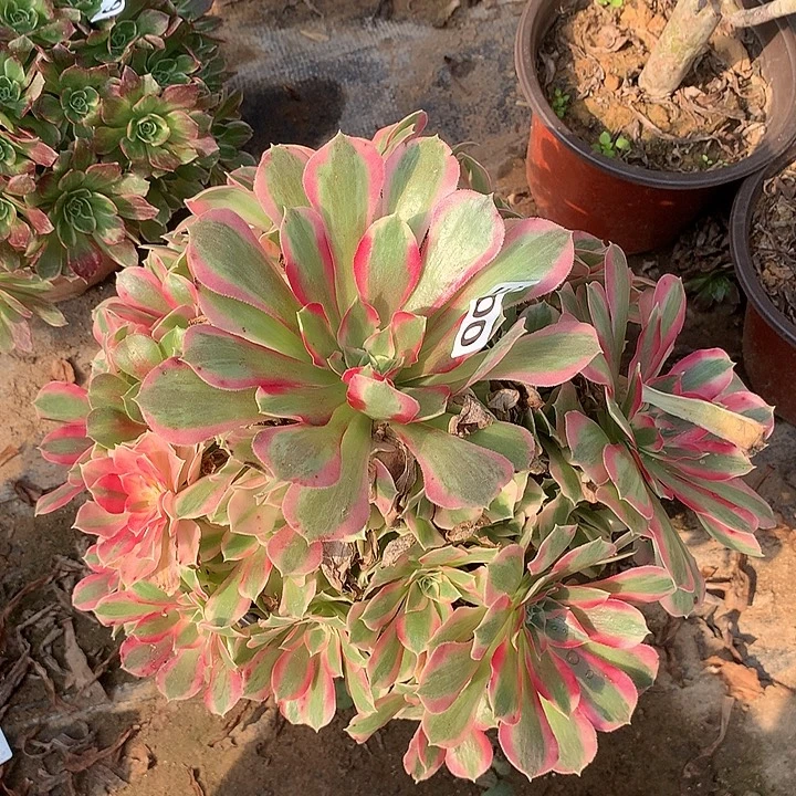 多肉植物叶罗刹300