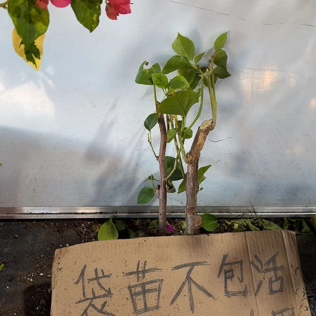 用***8无花朵袋苗盲盒两颗