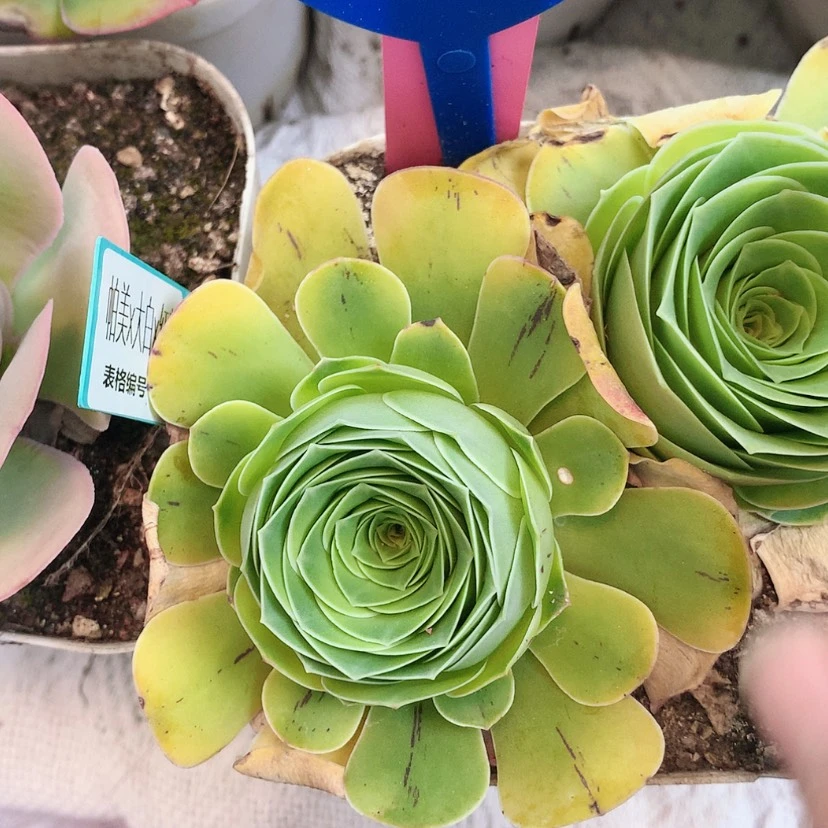 【闪购商品】凤yjj378