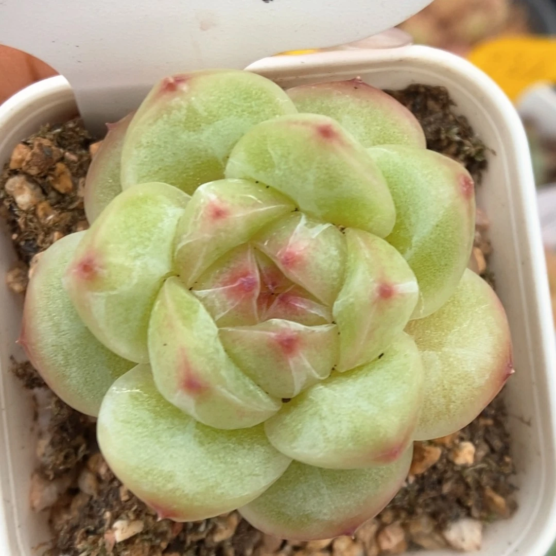 珊瑚珍妮可拍4847号。