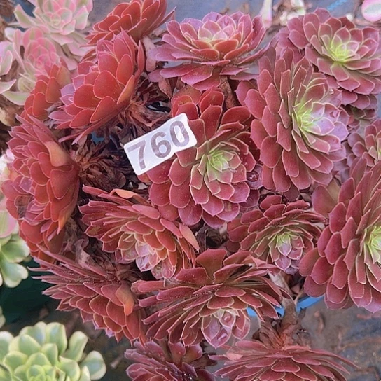 ****生多肉植物一个黑同湖