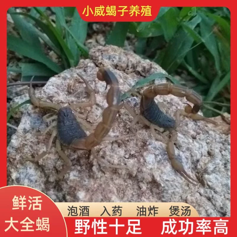 十足鲜活蝎子泡酒全蝎入药个大野性鲜活香脆食用药用