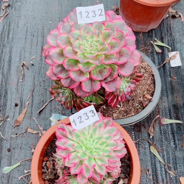 云彩加胭脂翡翠3233多肉