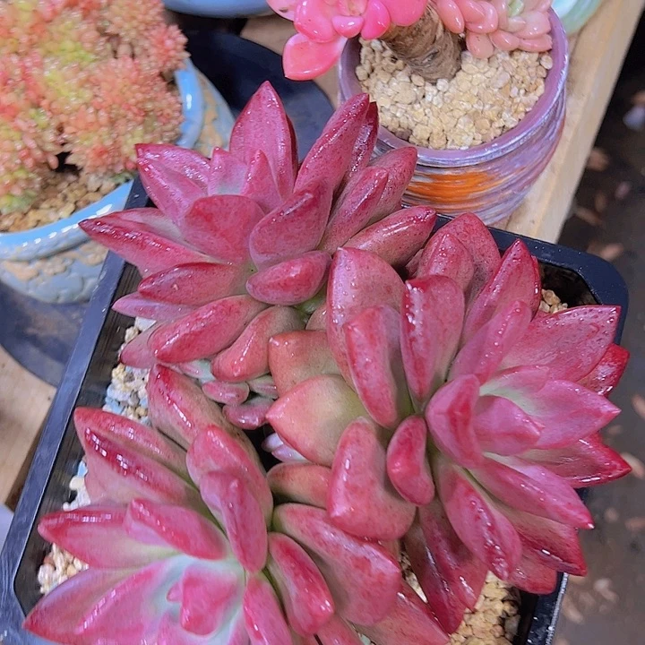 多肉植物哈哈哈哈哈