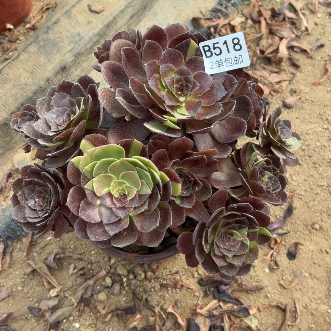 518多肉  黑寡妇 不周正福利