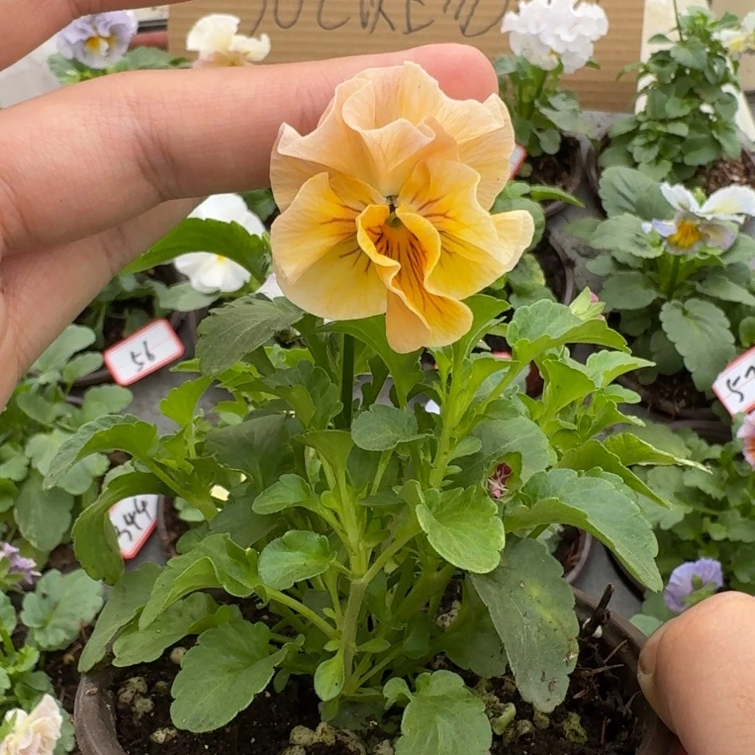 大部分花苞少量开放442