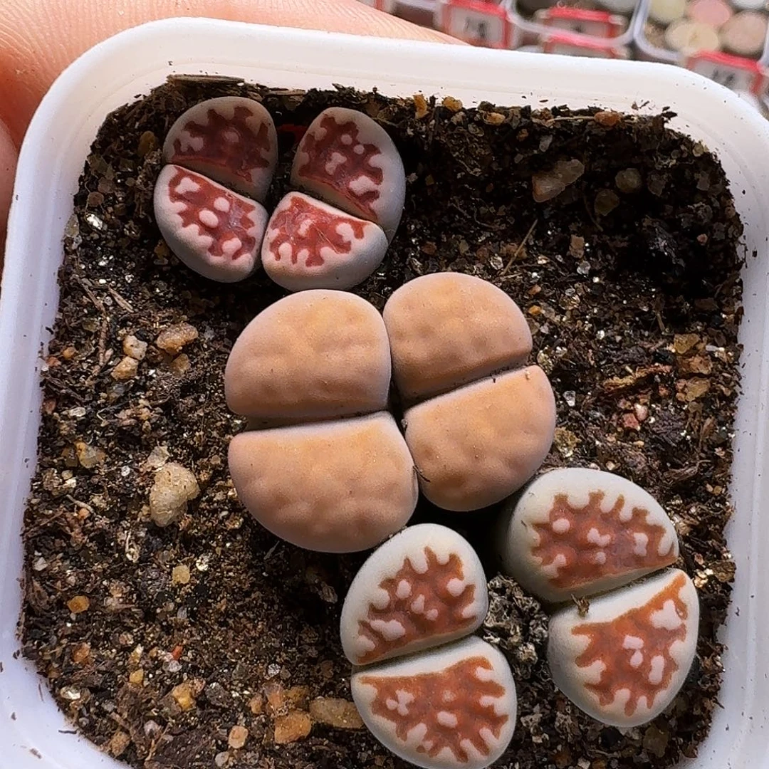 生石花111111。  270