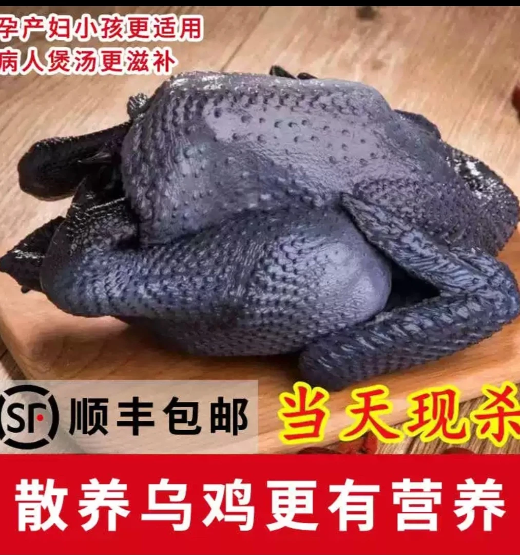 农村散养的吃谷物的乌鸡