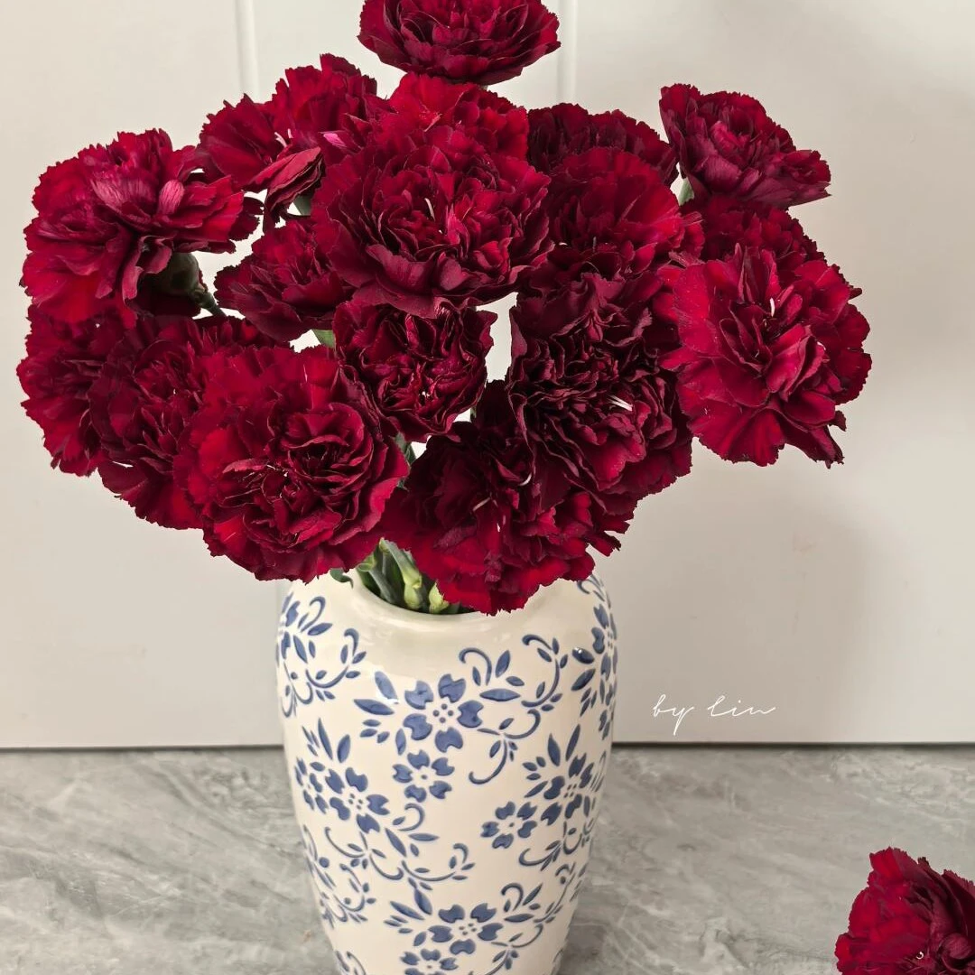 红色康乃馨20支（送长辈送妈妈）