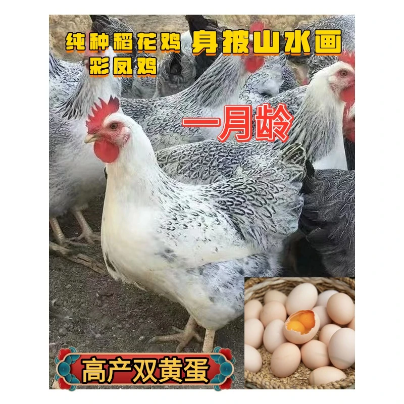白芦花精品稻花鸡宠物鸡包邮到家