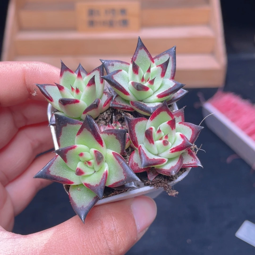 1颗乌木多肉9.9包邮