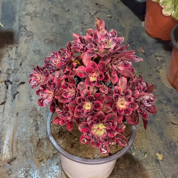 香奈儿多肉植物45