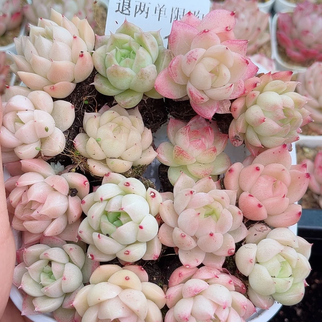 1-515 新疆西藏内蒙不发12.8包邮2-3公分多肉